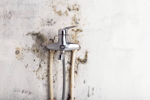 Best Mold Damage Repair  in Jonesville, MI