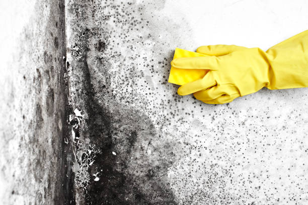 Best Mold Removal Company Near Me  in Jonesville, MI