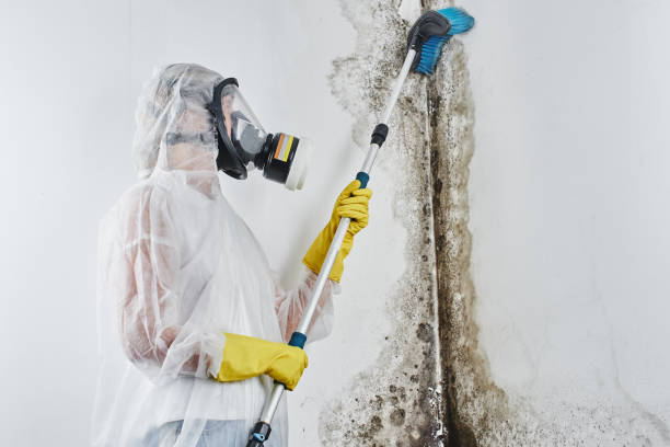 Best Office Mold Removal Services  in Jonesville, MI