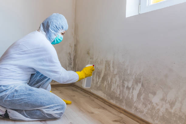 Mold Testing and Removal in Jonesville, MI