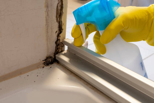 Best Commercial Mold Removal  in Jonesville, MI