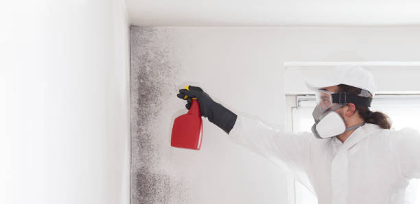 Best Mold Testing and Removal  in Jonesville, MI