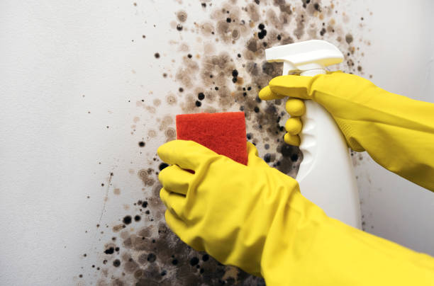 Best Mold Remediation  in Jonesville, MI