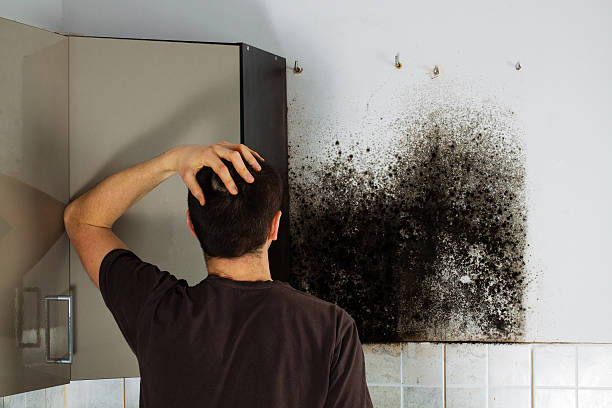 Best Emergency Mold Removal  in Jonesville, MI